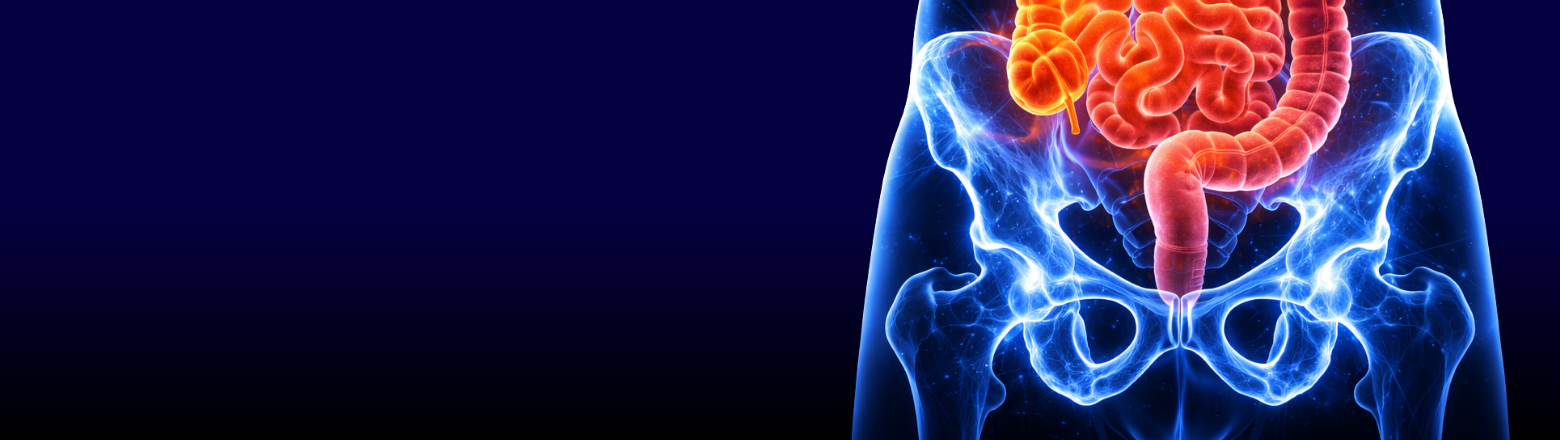 Miednica, odbytnica i jelito cienkie - Entomografia